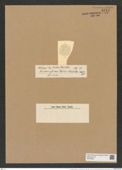 Coscinodiscus africanus var. wallichianus Grun. (de-Toni-Nr.: Genus 202, Species 5003) Zeichnungen Sammlung Grunow Nr. 8718 (NHMW-BOT-W0378292)